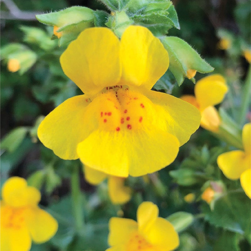 Mimulus (Erythanthe) guttatus: 1 Gallon | HARDY CALIFORNIANS